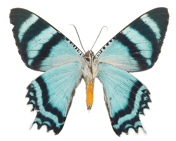 Original moth photograph